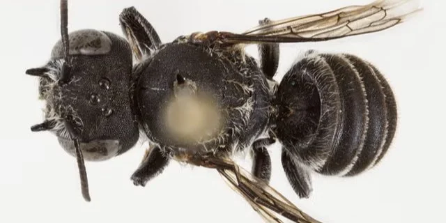 З демонічними ріжками. Дослідники в Австралії виявили новий вид бджіл, названий на честь Люцифера.
