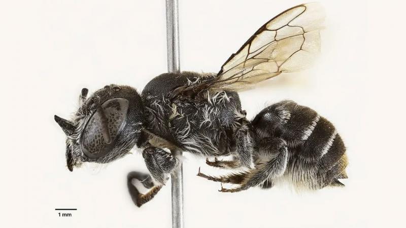 В Австралії науковці виявили раніше невідомий вид бджіл, який отримав назву Люцифер.