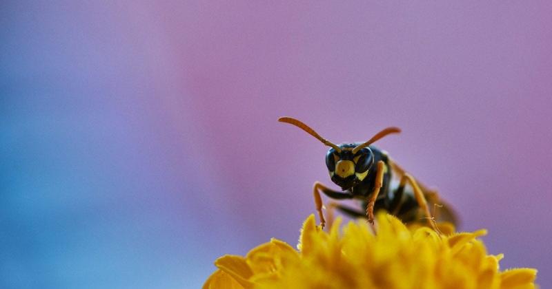 Дивовижне відкриття: в Австралії виявили бджолу з рогами (фото)
