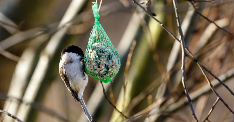 Вихідні: Насолоджуйтеся спостереженням за птахами та скуштуйте кулінарні шедеври від провідних шеф-кухарів - novyny.sme.sk